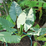 Variegated Green White Colocasia Plants, 3-6" Elephant Ear Esculenta Taro Alocasia Live Plant for Outdoor Planting, Alocasia Plants Bare Root, No Pot, Live Colocasia Houseplant