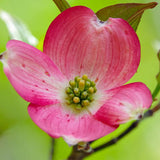 1 Year Old Pink Dogwood Trees Shrubs Bushes, Dormant, 2.5" Pot Dogwood Tree Live Plant for Planting Outside, Flowering Dogwood 6-12" in Tall