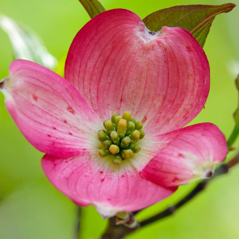 1 Year Old Pink Dogwood Trees Shrubs Bushes, Dormant, 2.5" Pot Dogwood Tree Live Plant for Planting Outside, Flowering Dogwood 6-12" in Tall