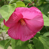 Rose Hibiscus Plant Live, Hardy Hibiscus Flowers for Outdoor Landscapes, 5-9 Inch Height, Ornamental Hibiscus Bush Shrub, Well-Rooted, No Pot