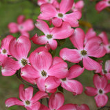 2 Pink Dogwood Plants Live 8-14 Inch Tall, Dogwood Tree Live Plant for Planting Quart Pot, Pink Dogwood Live Plant Dogwood Bush, Dogwood Plant Live, Dogwood Flowers