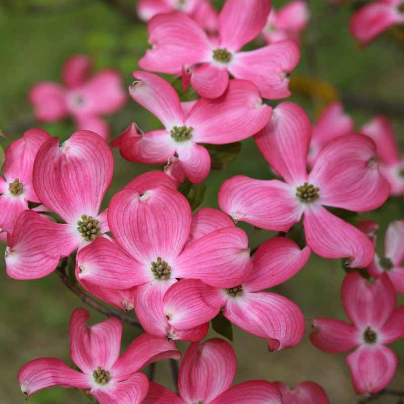2 Pink Dogwood Plants Live 8-14 Inch Tall, Dogwood Tree Live Plant for Planting Quart Pot, Pink Dogwood Live Plant Dogwood Bush, Dogwood Plant Live, Dogwood Flowers