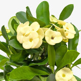 Yellow Crown of Thorns Plant Live, Euphorbia Milii Flowering Succulent Live Plant, 1 Feet Tall, Large Blooms