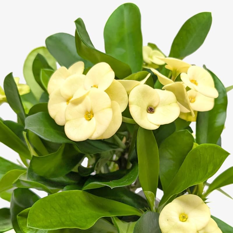 Yellow Crown of Thorns Plant Live, Euphorbia Milii Flowering Succulent Live Plant, 1 Feet Tall, Large Blooms