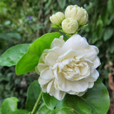 Sambac Jasmine Live Plant in Pot