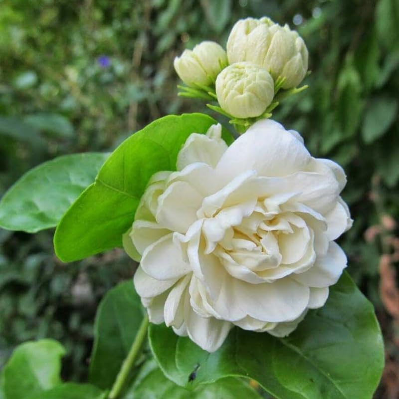 Sambac Jasmine Live Plant in Pot