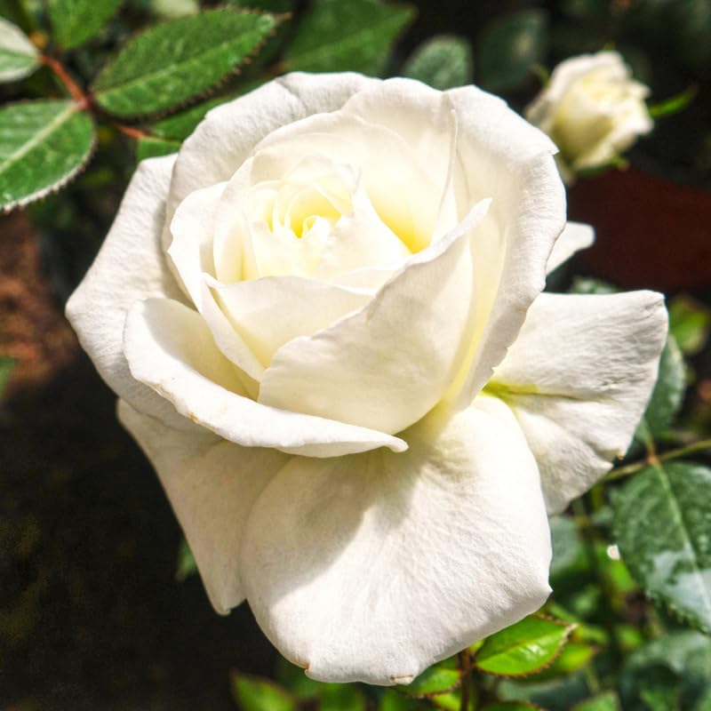 White Climbing Roses Live Plants 7 Months Old, Rose Bushes Ready to Plant 5-9" Tall, Very Fragrant, Can Grow As Climber or Bush Tree or Trellises, Walls, Fences