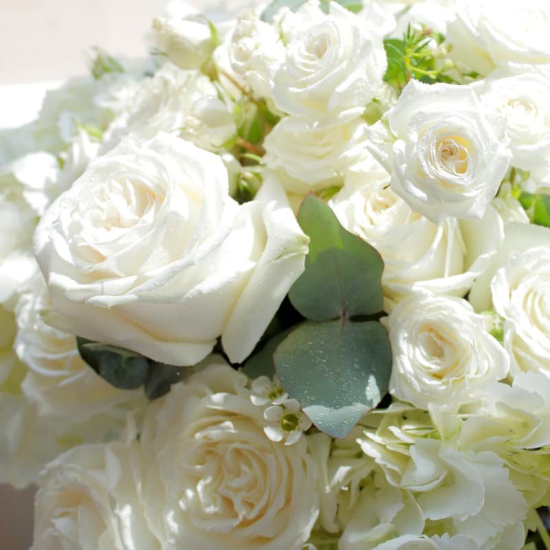 White Climbing Roses Live Plants 7 Months Old, Rose Bushes Ready to Plant 5-9" Tall, Very Fragrant, Can Grow As Climber or Bush Tree or Trellises, Walls, Fences
