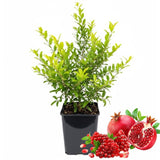 Live Pomegranate Tree, 4 Inch Potted, Hardy Pomegranate Fruit Plant for Garden, Patio and Landscape