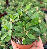 Red Crown of Thorns Plant, Euphorbia Milii Live Plant, 4 Inch Pot, Live Flowering Succulent Houseplant, Indoor or Outdoor Plants
