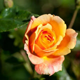 Rose Plant Live for Planting Indoor Outdoor, Rose Bush Live Plant (Gold Rose)