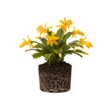 Yellow Christmas Cactus Plant Live Christmas Cactus, Holiday Cactus Live Plant, 4 Inc Pot