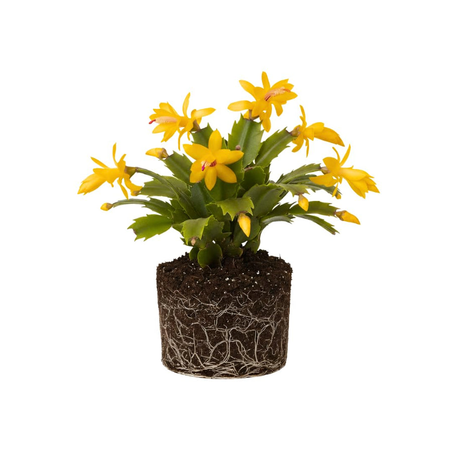Yellow Christmas Cactus Plant Live Christmas Cactus, Holiday Cactus Live Plant, 4 Inc Pot