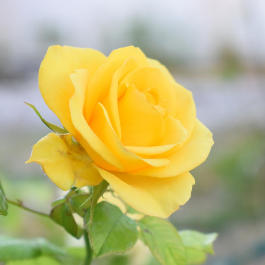 Fragrant Sunrosa Rose Bushes Plant Live, Gold Yellow Rose Climbing Flower Trees, Bright Golden Yellow Live Roses Bushes Bare Root Ready to Plant, 5-10 Inc Tall
