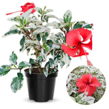 Snow Hibiscus Plant Live, Hardy Hibiscus Flowers Colorful Blooms for Outdoor Landscapes, 8-10 Inch Height, Hibiscus Shrubs, No Pot, Well-Rooted