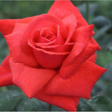 Climbing Bush Roses for Garden, Fragrant and Hardy Rose Plants for Outdoor Planting, No Pot, 3 to 7 Inc Tall Starter Plant Well-Rooted, Bright Red Blooms