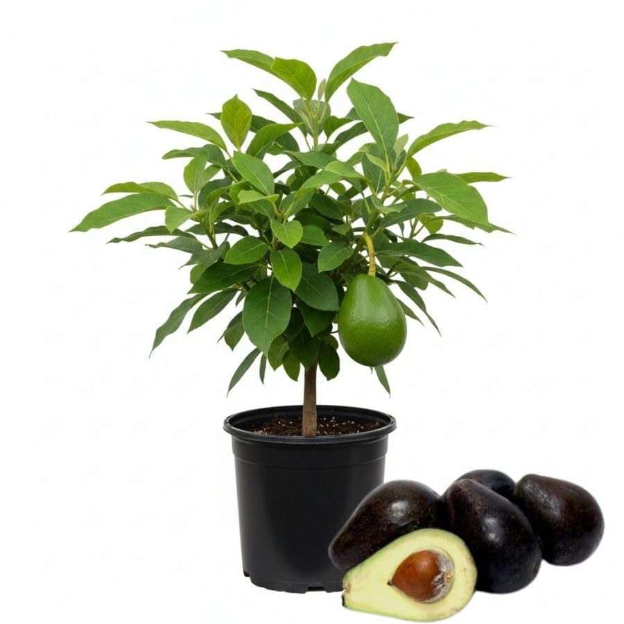 Large Avocado Tree 3ft Tall, Avocado Tree Live Plant, Live Tropical Fruit Tree Live Outdoors, Fruits Plant for Planting