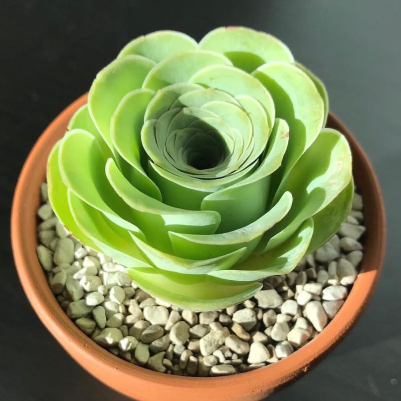 Mountain Rose Cactus Live Plant, Rare Succulent in 2" Pot, Starter Rose Shaped Succulent for Indoor Houseplant Growing