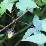 Yellow Cranberry Hibiscus Plants Live, 2 Live Plants, Live Hibiscus Plant Starter Plants from 3 to 5 Inches Tall