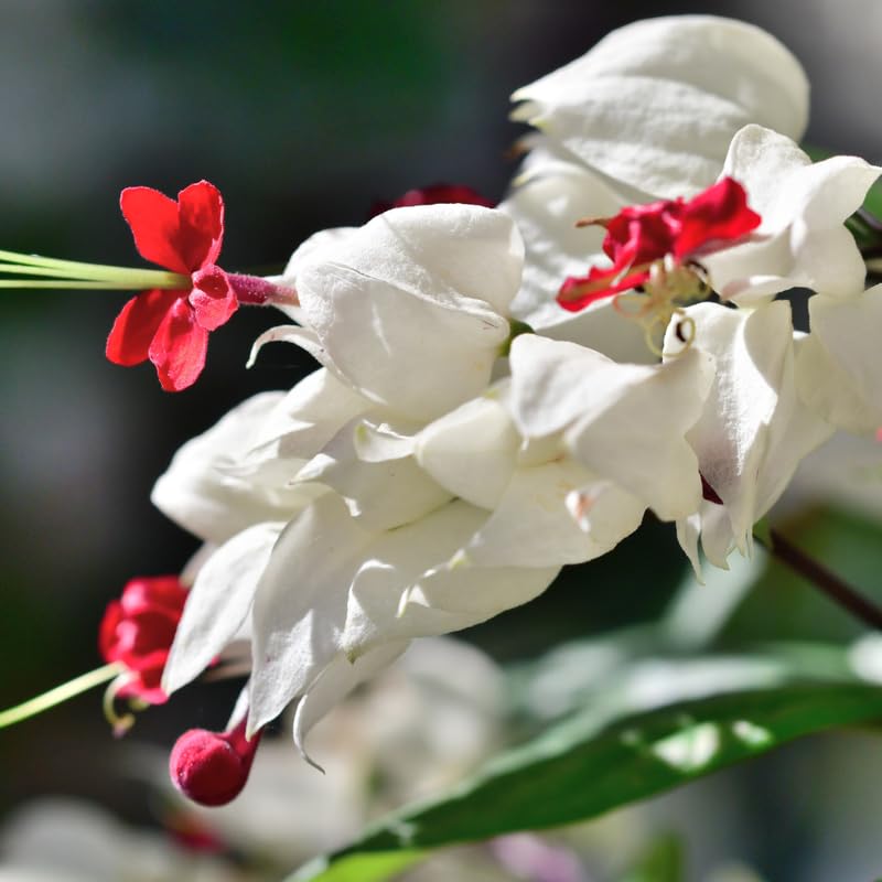 2 White Bleeding Heart Vine to Grow 5 to 9 Inch Tall, Clerodendrum Bleeding Heart Live Plants Well Rooted, Fragrant Bleeding Heart Tree