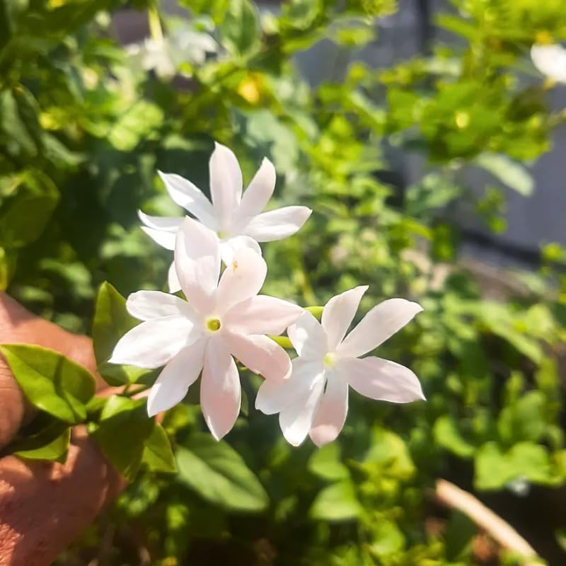Common Jasmine Plant Live, Arabian Jasmine Flowering Vine Plant 4-9 Inch, Climbing Jasmines Well Rooted Houseplant Indoor Outdoor