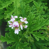 2 Live Citronella Plants for Outside, Citronella Geranium Plants Live, 4 to 6 Inc Tall