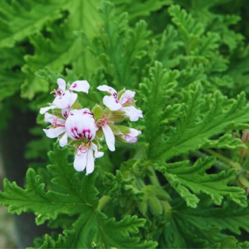 2 Live Citronella Plants for Outside, Citronella Geranium Plants Live, 4 to 6 Inc Tall