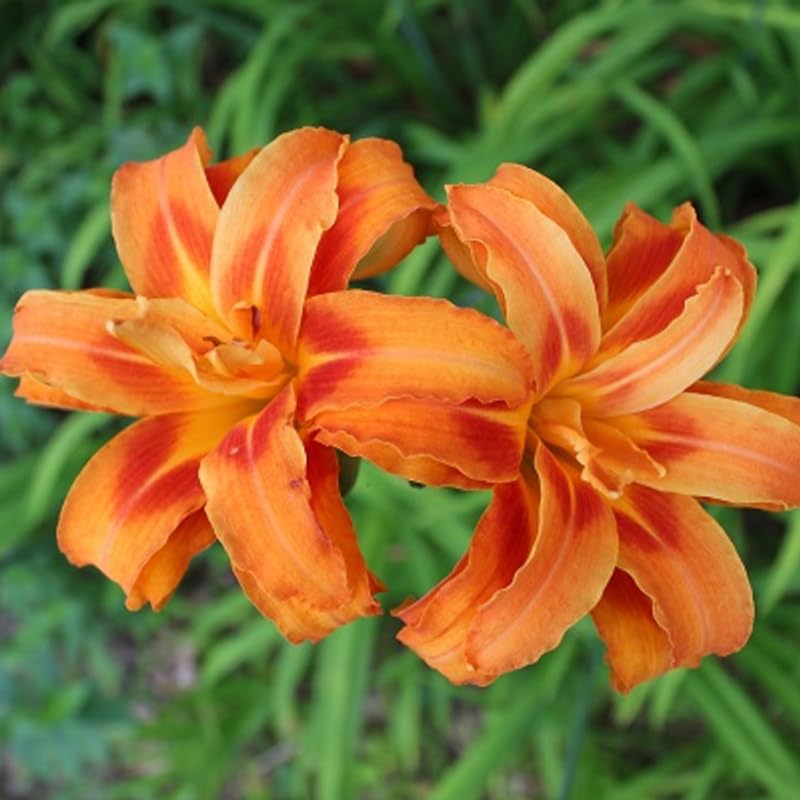 3 Double Orange Daylily Bulbs for Planting, Reblooming Daylilies Roots, Hardy Perennial Flowers Bulbs, Gardens and Borders Planting