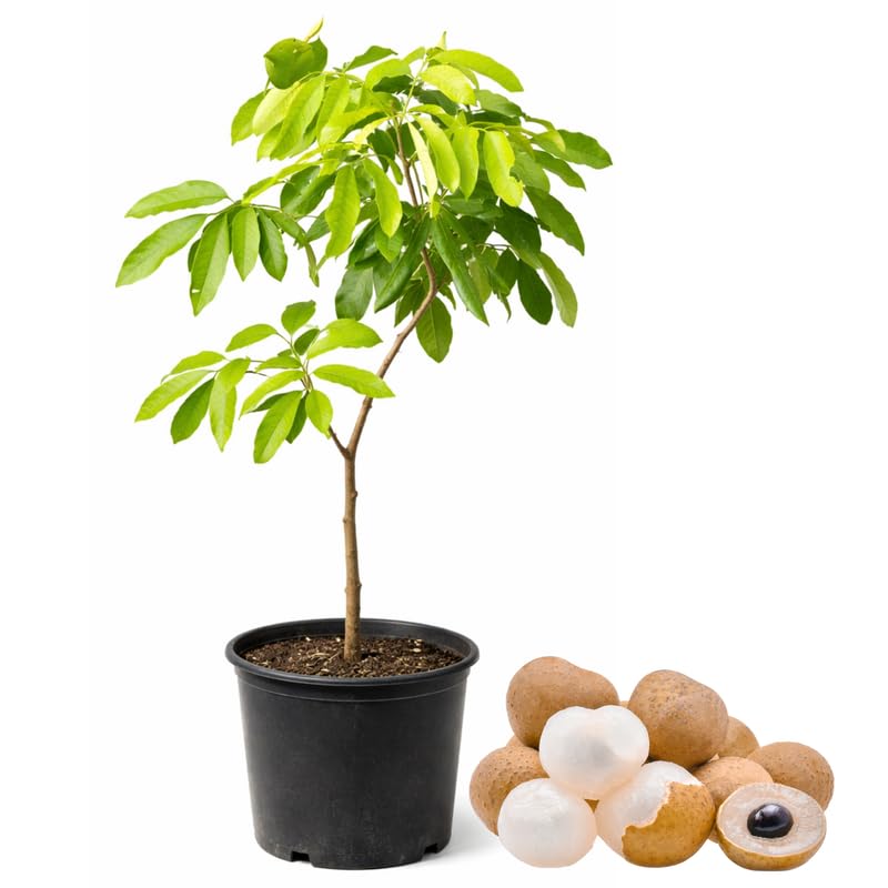 Longan Tree Live in Pot, 3 Ft Tall Grafted Longan Fruit Live Plant, Tropical Fruit Tree