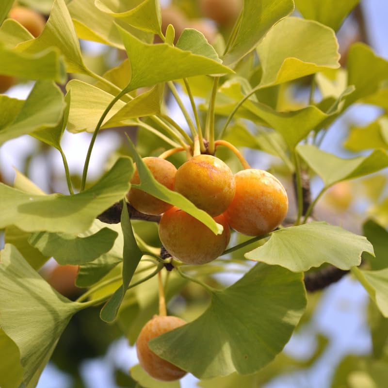 Pack 2 Ginkgo Tree Plant, Ginkgo Biloba, 6-12 Inch Tall Plant in Quart Pot, Hardy Ornamental Landscape Trees for Planting Outdoor