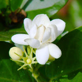Live Sambac Jasmine Plant, Well Rooted Jasmine Vine in Gallon Pot, Extremely Fragrant, Hardy, Indoor Outdoor Planting