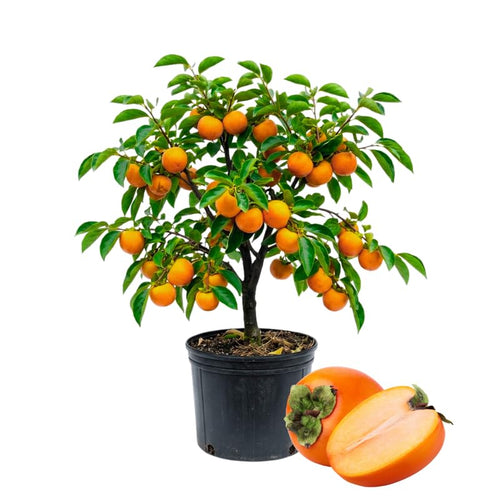 Persimmon Tree Live Plant, Persimmon Fruit Trees Live Plants, Quart Pot, 8-10 Inches Tall, Hardy Fruit Tree for Indoor Outdoor Growing