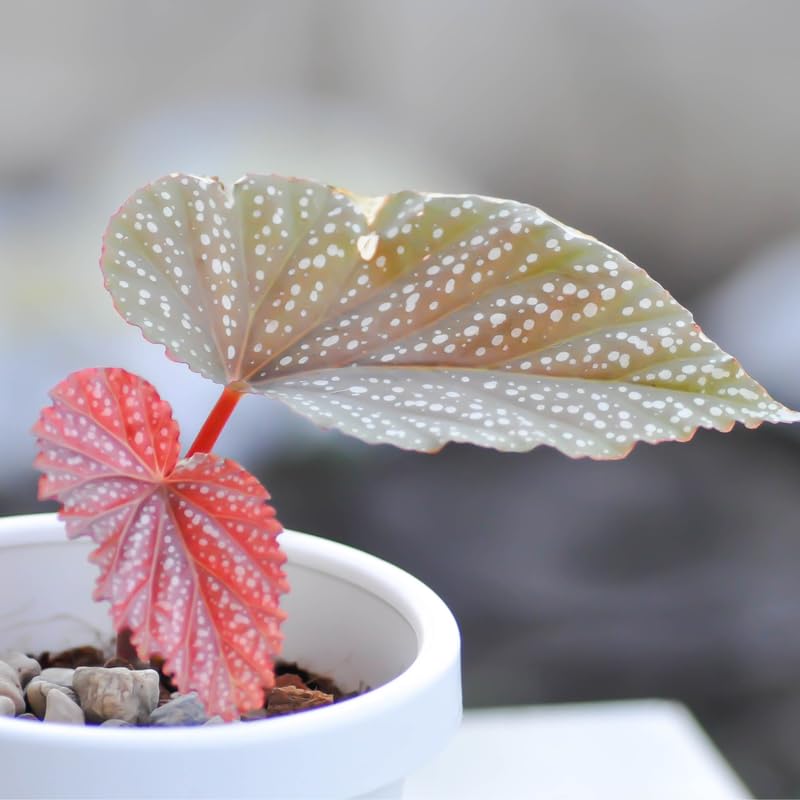 Angel Wing Begonia Live Plant, Polka Dot Begonia Maculata Plants, 4-7" Starter Indoor Outdoor Houseplant Décor, Air-Purifying and Easy Care, Pink Polka Dot
