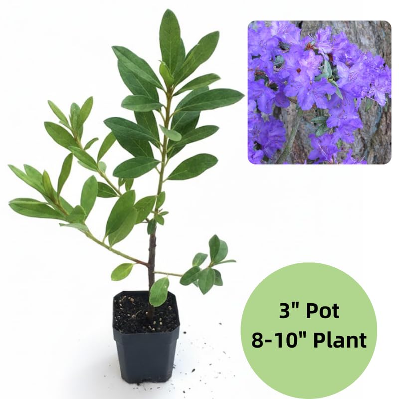 Purple Azalea Plant in 4 Inch Pot, 8-10 Inch Tall, Azalea Bush Rhododendron Like Flowering Shrub with Vibrant Spring Blooms for Garden and Containers