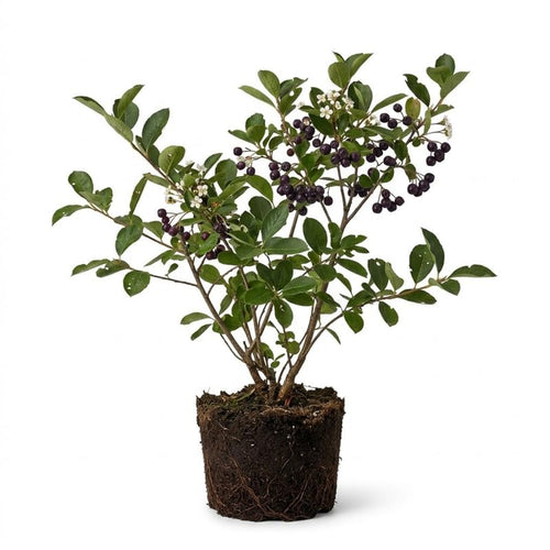Set 2 Black Chokeberry Plant Seedlings, 2-3 Years Old Aronia Berry Bare Roots 12-18 Inches, Hardy Outdoor Berry Plant