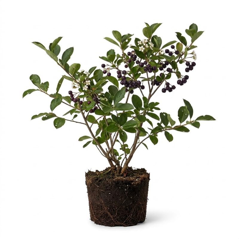 Set 2 Black Chokeberry Plant Seedlings, 2-3 Years Old Aronia Berry Bare Roots 12-18 Inches, Hardy Outdoor Berry Plant