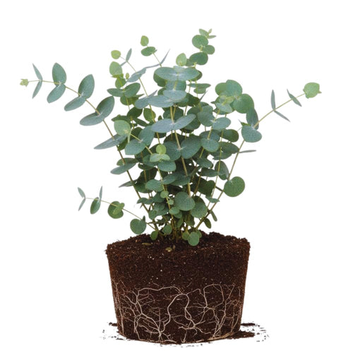 Eucalyptus Tree Plant Live Indoor, Baby Blue Eucalyptus Live Plant Without Pot, 5 to 7 Inches Tall Size Plants