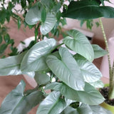 2 Rare Philodendron Live Plants Varieties Collection, Philodendrons Plants Size 5-9 Inc for Indoor Houseplant Décor, Ornamental Tropical Well-Rooted (Silver Sword Philodendron Plants)