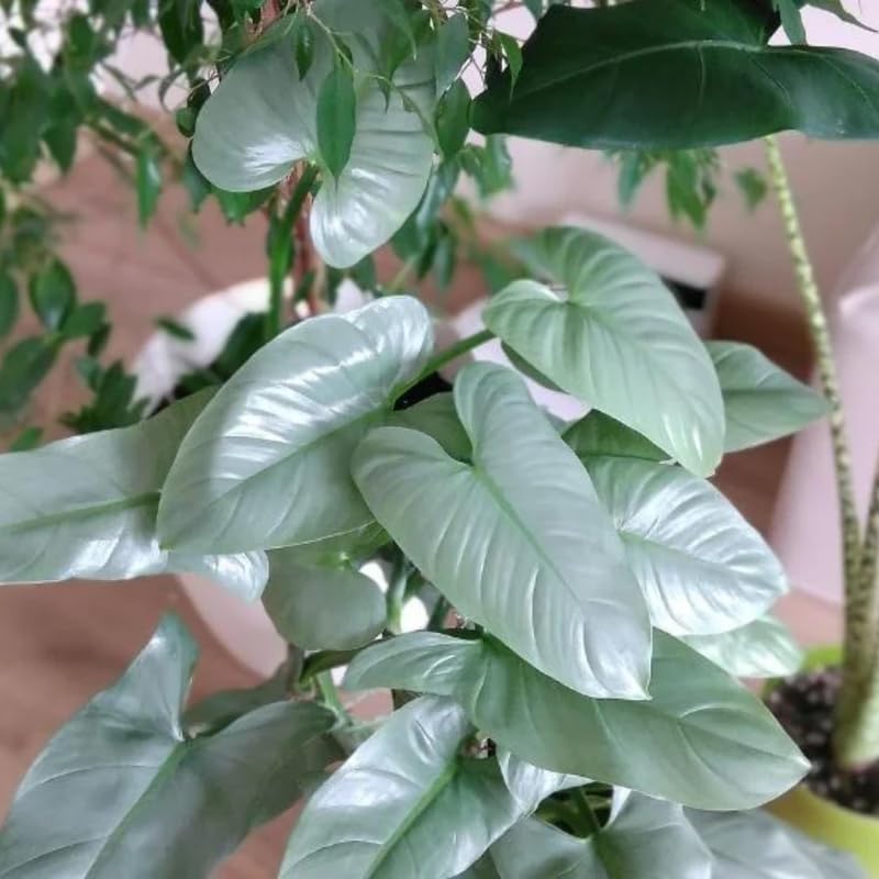 2 Rare Philodendron Live Plants Varieties Collection, Philodendrons Plants Size 5-9 Inc for Indoor Houseplant Décor, Ornamental Tropical Well-Rooted (Silver Sword Philodendron Plants)