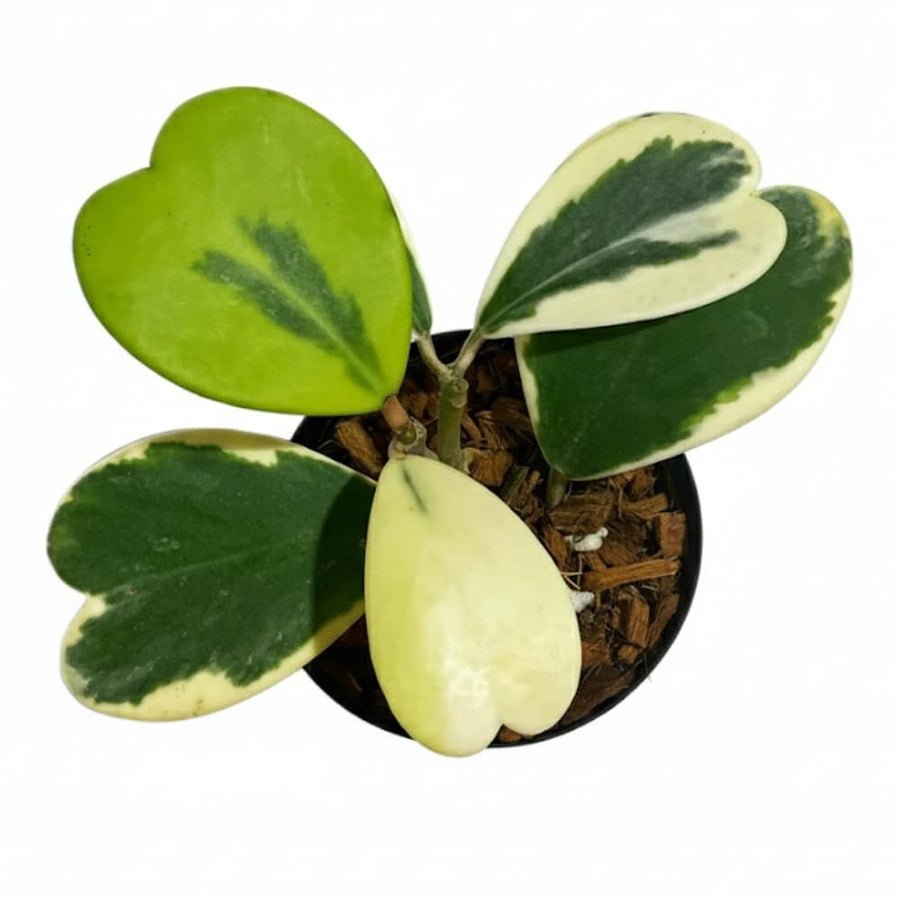 Variegated Hoya Kerrii Live Plant - Pack of 2 Pots, Each Plant in 4 Inch Pot, Hardy Vine Hoya Plants Live Houseplants