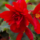 Pack 3 Red Begonia Flower Plants, 3 to 5 Inches, Outdoor Garden