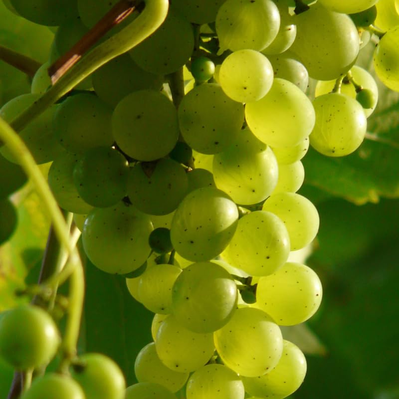 Green Grape Vine Plant Live for Planting, Grape Plant Live Grape Tree, 1 Feet, in Pot, Grape Fruit Tree for Planting