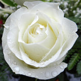 White Climbing Roses Live Plants 7 Months Old, Rose Bushes Ready to Plant 5-9" Tall, Very Fragrant, Can Grow As Climber or Bush Tree or Trellises, Walls, Fences