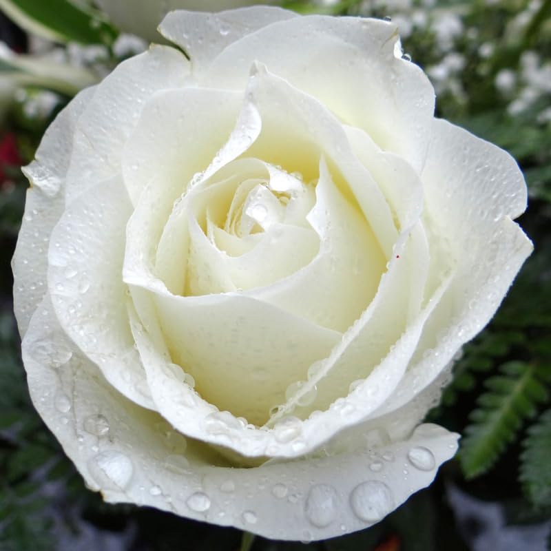 White Climbing Roses Live Plants 7 Months Old, Rose Bushes Ready to Plant 5-9" Tall, Very Fragrant, Can Grow As Climber or Bush Tree or Trellises, Walls, Fences