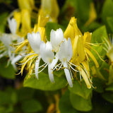 Set of 2 Honeysuckle Vine Live Plants for Trellis, or Fence, 6 Inches Tall, Climbing Flowering Vine Starters for Outdoor Garden, No Pot