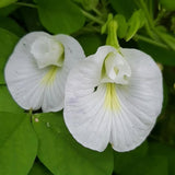 White Butterfly Pea Plant Live, 6 to 10 Inc Long Butterfly Flower Vine Plant Live Growing, 4 Inc Potted (Clitoria ternatea)