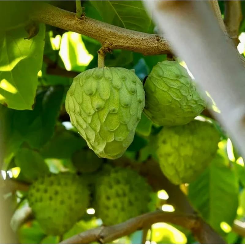 Cherimoya Tree Live Plant, 8-10 inches Tall in Half-Gallon Pot, Sweet Tropical Fruit for Gardening, No CA