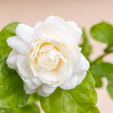 Duke of Tuscany Jasmine Plant, Fragrant Jasmine Flower Vine 4-8 Inches Well Rooted for Container, Hanging Basket Growing