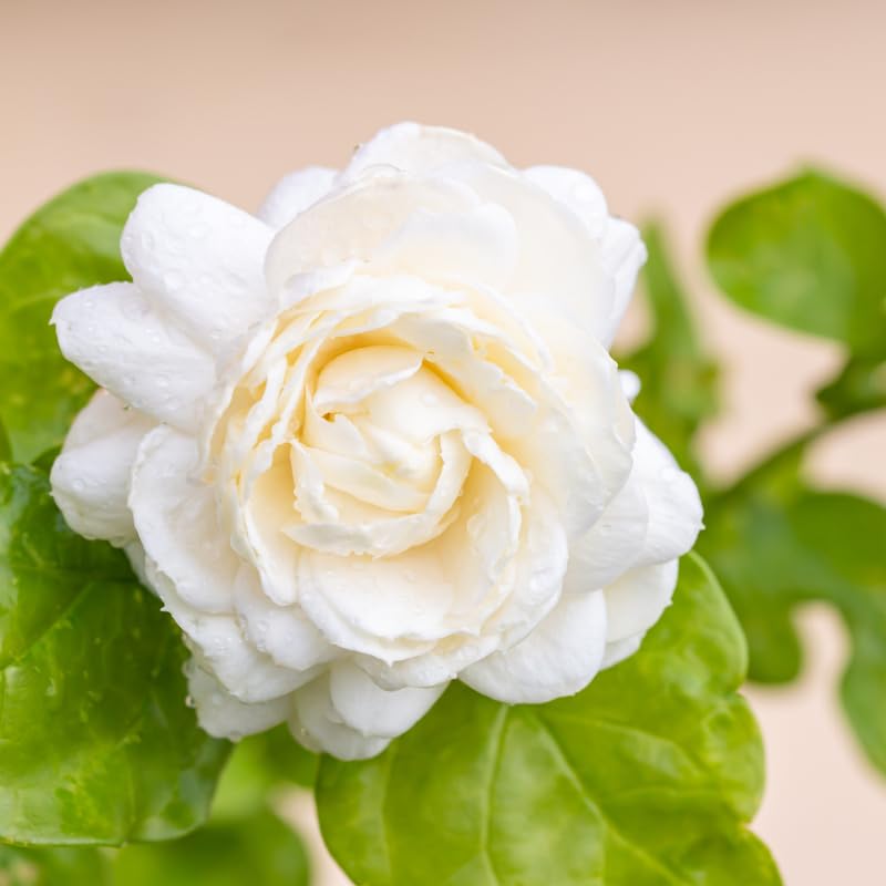 Duke of Tuscany Jasmine Plant, Fragrant Jasmine Flower Vine 4-8 Inches Well Rooted for Container, Hanging Basket Growing
