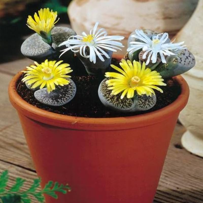 30 Live Lithops Succulent Plants, Assorted Color Living Stones, Rare Mix Succulents for Indoor and Outdoor Gardening, Bare Root